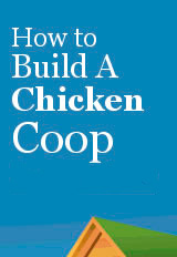 How to Build a Chicken Coop